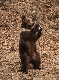 Wild brown bear drinking from a bootle in the forest