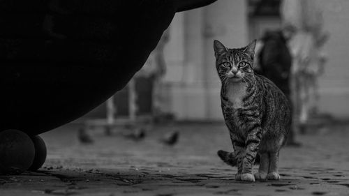 animal