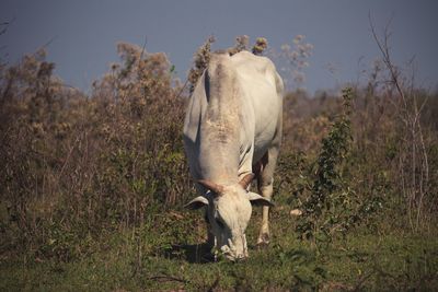 Horse standing in field