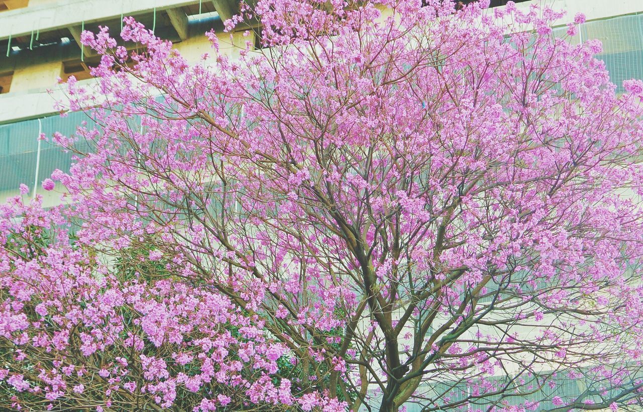 flower, freshness, pink color, growth, fragility, beauty in nature, tree, nature, blossom, branch, blooming, in bloom, petal, purple, pink, plant, springtime, day, outdoors, no people