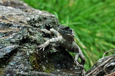 Close-up of lizard on rock