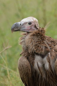 Close-up of a bird