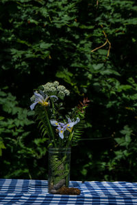 Close-up of flowers