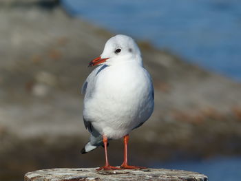 Close-up of seagull perching on retaining wall