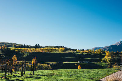 Scenic view of field against clear blue sky