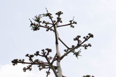Low angle view of tree against clear sky