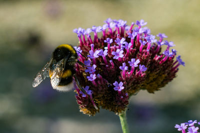 Close-up of honey bee on purple flowers