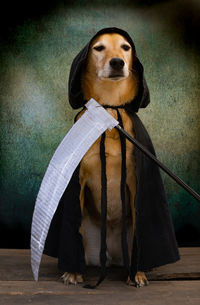 Dog dressed in black cape with hood and sickle for day of the dead