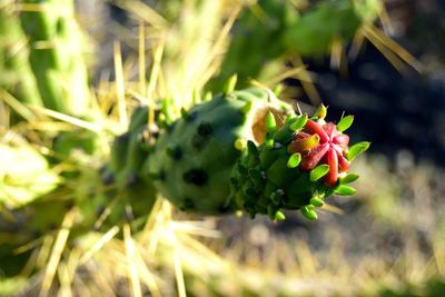 Close-up of red flowering plant