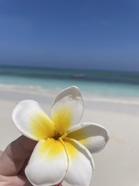 Close-up of white flower