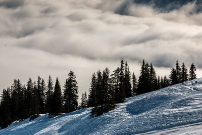 Snow covered trees against sky