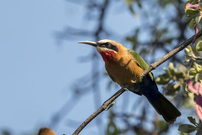 Close-up of bird perching on branch