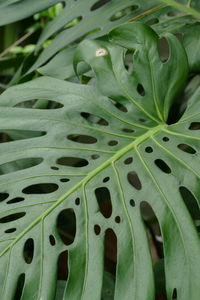 Close-up of green leaves growing on plant