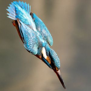 Close-up of bird perching