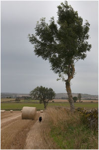 Trees on field against sky