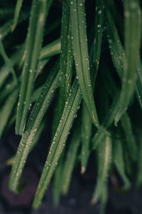 Close-up of raindrops on leaves