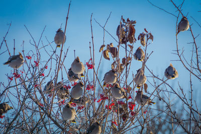 Low angle view of birds perching on tree