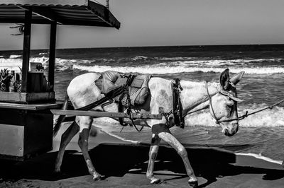 View of a horse in sea against sky