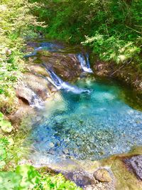 Scenic view of waterfall in forest