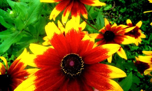 Close-up of red flower