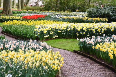 Yellow  daffodil in garden