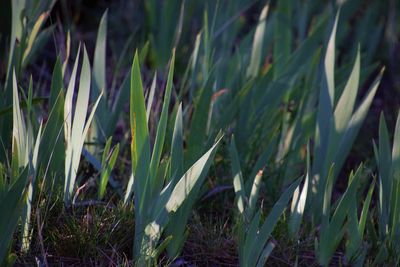 Close-up of plants growing on field