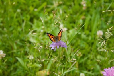 Close-up of butterfly pollinating flower 