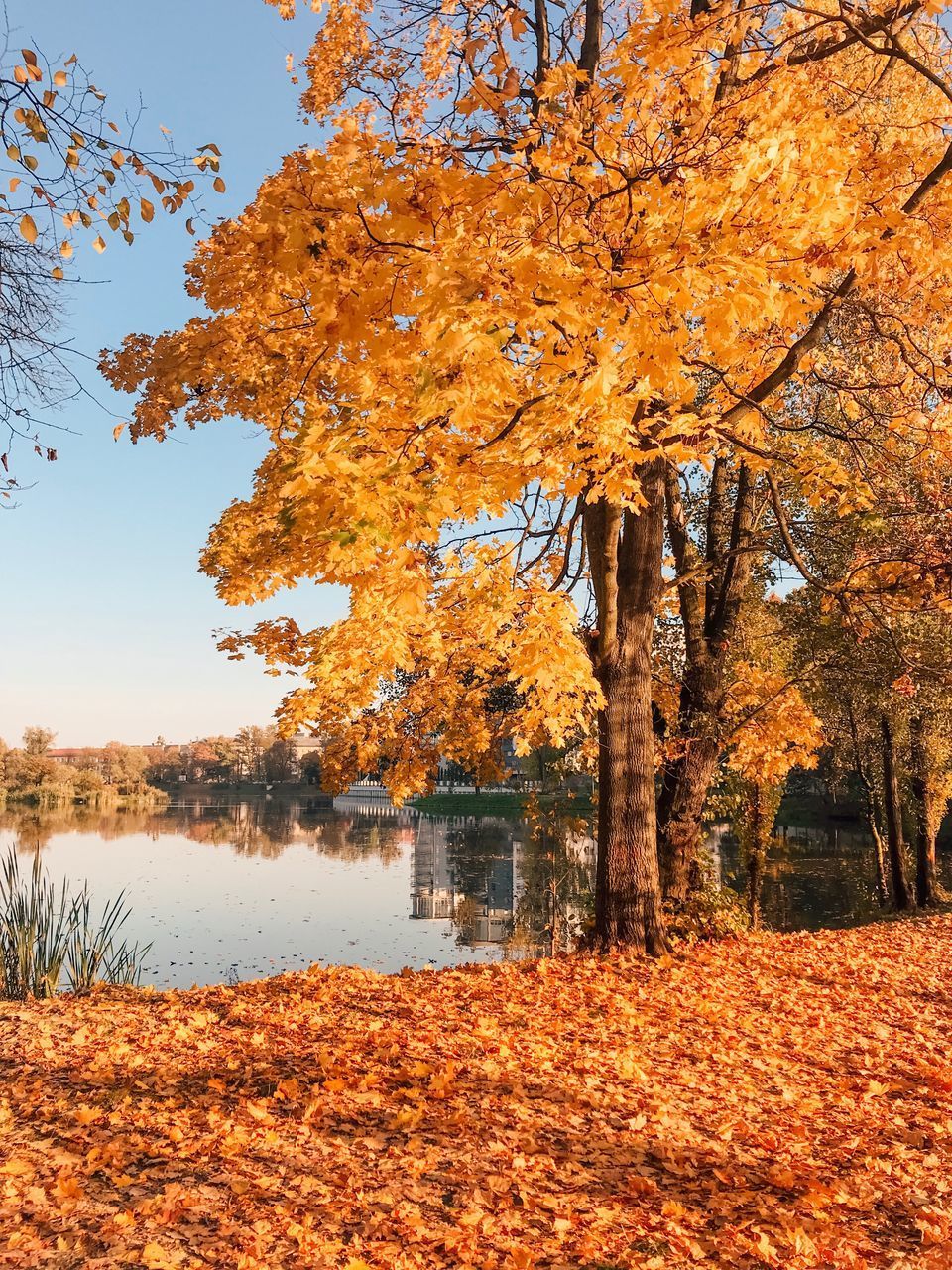 VIEW OF AUTUMNAL TREES BY LAKE