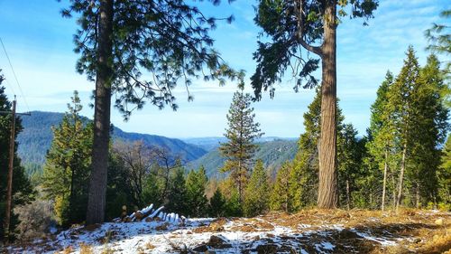 Scenic view of trees and mountains against sky