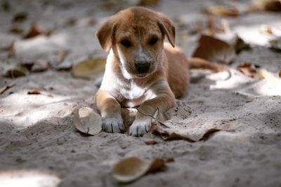 Close-up of dog on sand at beach