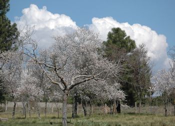 Trees on field against cloudy sky