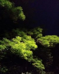 High angle view of plants and trees in forest