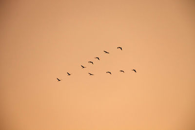 Low angle view of birds flying in sky