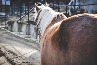 Horse in a farm