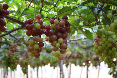 Close-up of grapes growing on tree