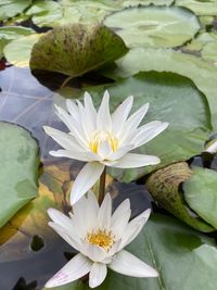 Close-up of lotus water lily in lake