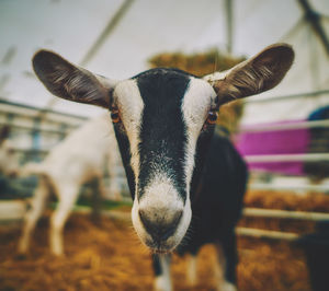 Close-up portrait of cow