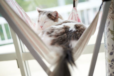 Close-up of cat sleeping on hammock beside window