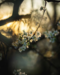 Close-up of cherry blossom tree during sunset