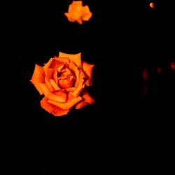 Close-up of rose against black background