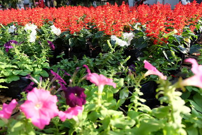 High angle view of red tulips blooming in park