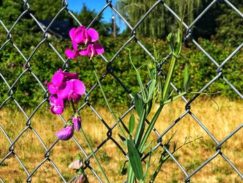 Close-up of pink flowering plants seen through chainlink fence