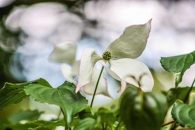 Close-up of white flowering plant