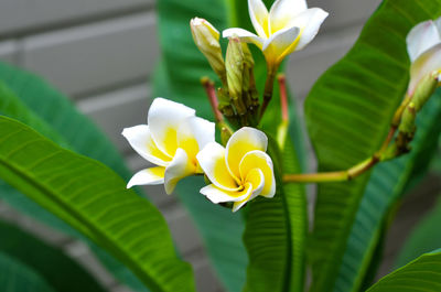 Close-up of yellow flowers blooming outdoors