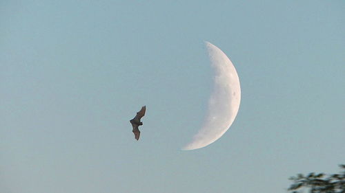 Low angle view of bird flying against clear sky