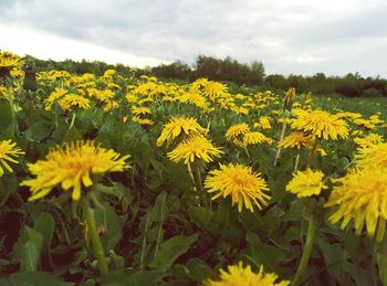 Close-up of yellow flowering plants on field