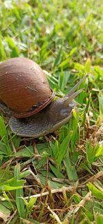 Close-up of crab on grass