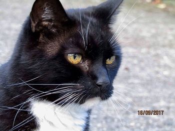 Close-up portrait of cat