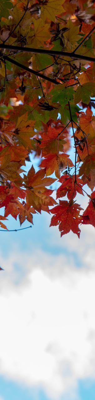 autumn, leaf, plant part, beauty in nature, change, nature, cloud - sky, day, orange color, no people, plant, sky, branch, tree, outdoors, maple leaf, growth, low angle view, tranquility, maple tree, leaves, natural condition