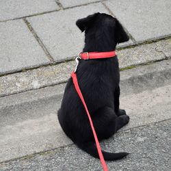 High angle view of dog sitting on footpath